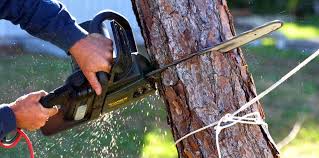 Best Tree Trimming and Pruning  in East Oakdale, CA