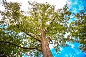 Best Tree Mulching  in East Oakdale, CA