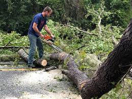 Best Tree Removal  in East Oakdale, CA