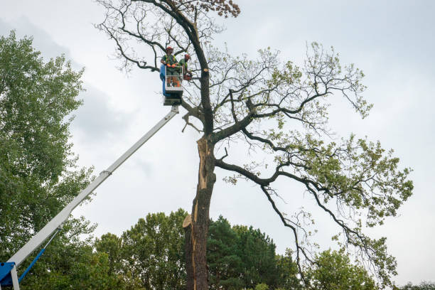 Best Commercial Tree Services  in East Oakdale, CA