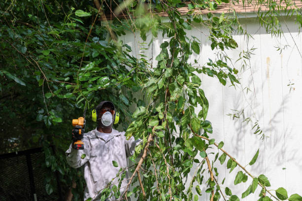 Best Pest Control for Lawns  in East Oakdale, CA